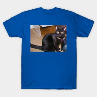 Curious cat T-Shirt